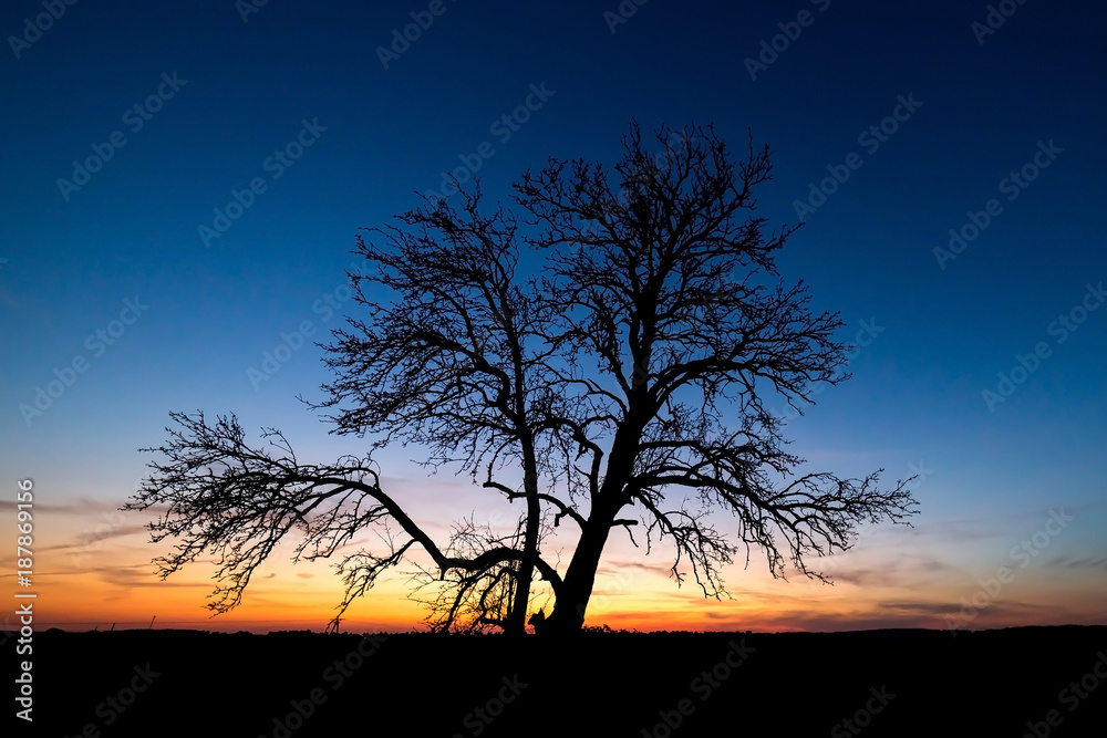 Tree outlines the background of the setting sun Tree outlines the background of the setting sun