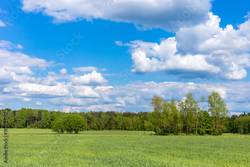 Landscape with trees and a blue cloudy sky © madredus