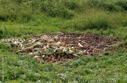 Food for wild boar