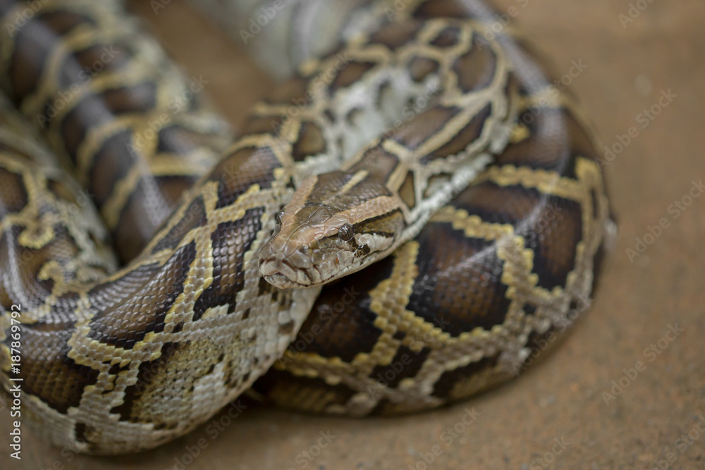 The beautiful brown gray color Southeast Asia python in the nature , eye focus. The beautiful brown gray color Southeast Asia python in the nature , eye focus.