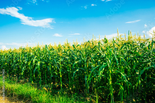Corn field in the sunny day and light blue sky. Fototapete