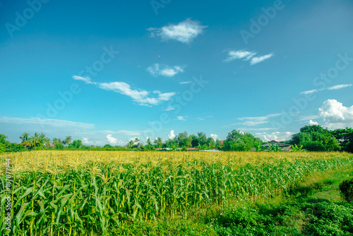 Corn field in the sunny day and light blue sky.