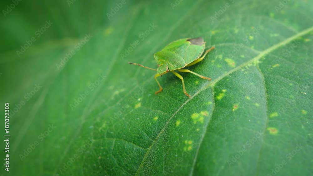Solitary Stink Bug on a Leaf. 4k Ultra HD video