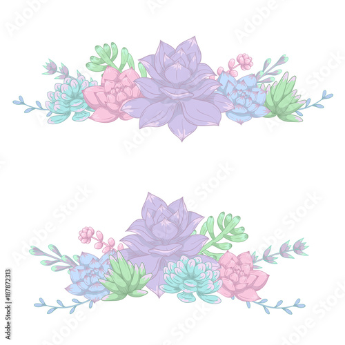Compositions of succulent plants. Vector illustration.