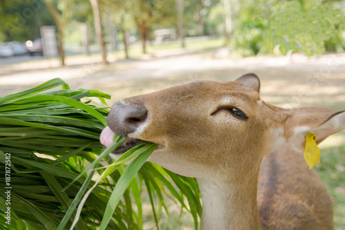 Brow-antlered Deer. Thamin (Rucervus eldii thamin) eating grass photo