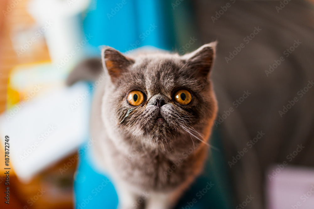 Ταπετσαρία closeup of shorthai exotic grey fur cat with big yellow eyes indoor looking in c