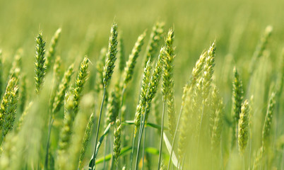 Acrylglasbilder Gras Sonniges grünes Gras in Nahaufnahme  © Erik