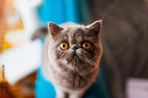 Принти на полотні closeup of shorthai exotic grey fur cat with big yellow eyes indoor looking in c