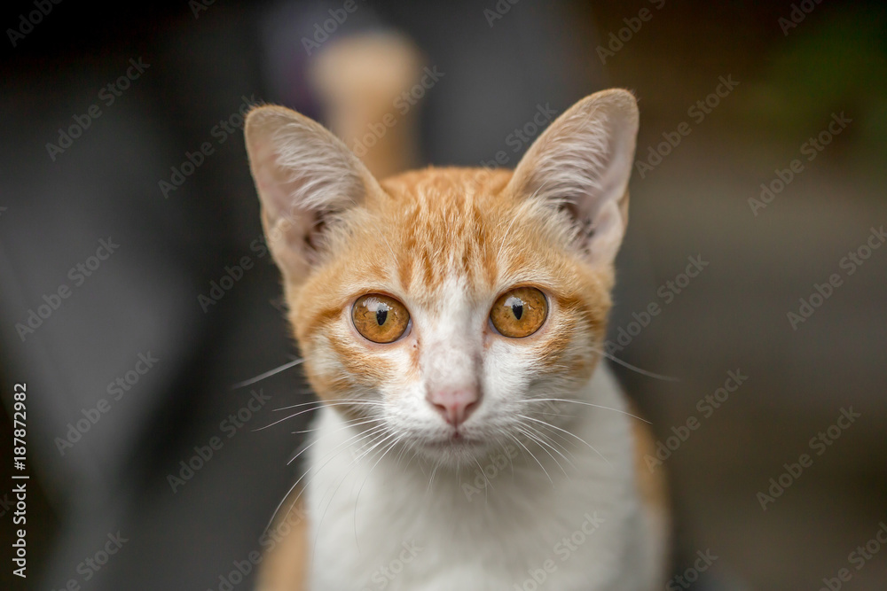 The cute brown and white hair cat is looking to the photograher , cat portrait with dark background.