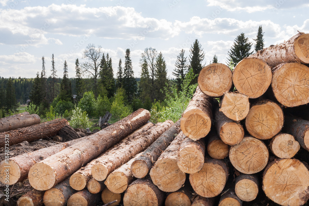 Pile of numbered felled coniferous trees is lying on the ground. Pile of numbered felled coniferous trees is lying on the ground.