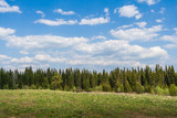 A strip of coniferous forest, meadow in front of him and a cloudy sky.