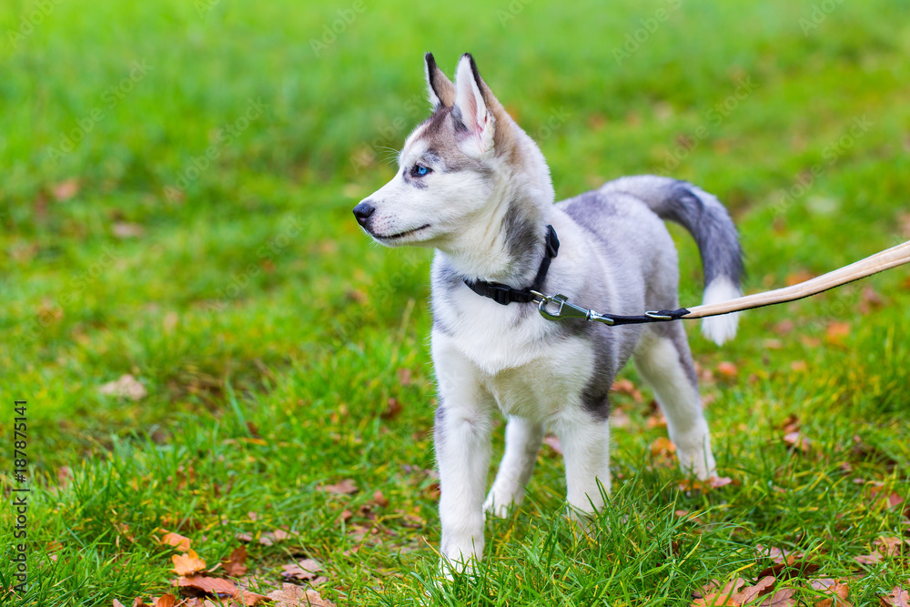 Leashed Husky dog stands in grass Leashed Husky dog stands in grass