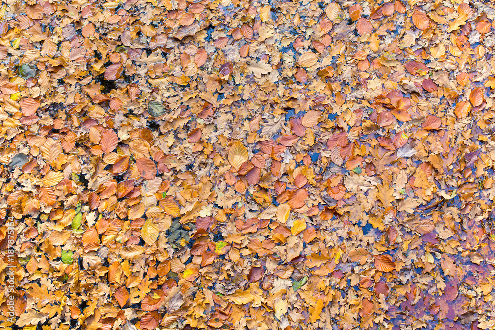 Many fall beech leaves floating on water Many fall beech leaves floating on water