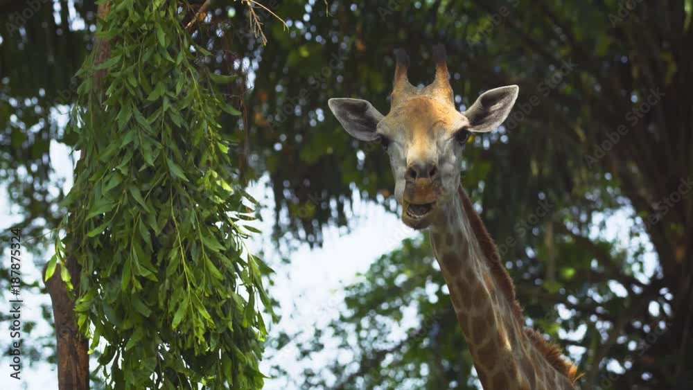 Portait of a Giraffe, Eating Leaves. UltraHD 4k footage Portait of a Giraffe, Eating Leaves. UltraHD 4k footage