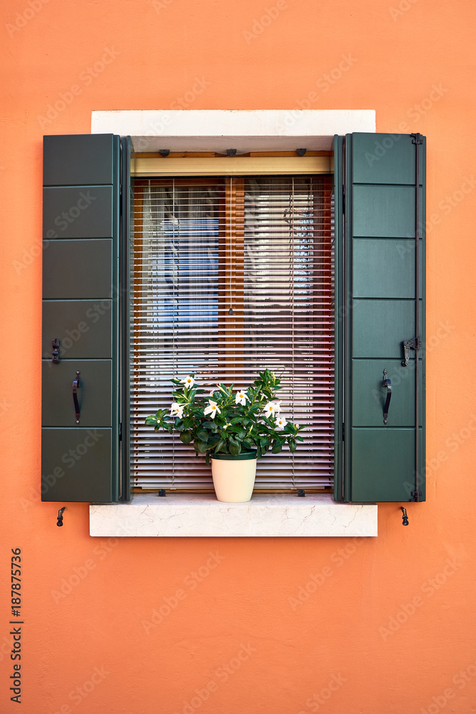 Window with green shutters and white flowers in the pot. Italy, Venice, Burano