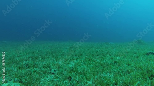 Underwater seascape Seagrass Zostera on the blue water background (underwater shooting) 
 photo