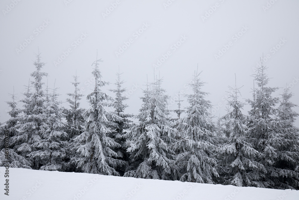 fresh snow on a spruce trees fresh snow on a spruce trees