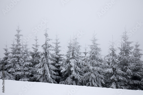 fresh snow on a spruce trees © Ji