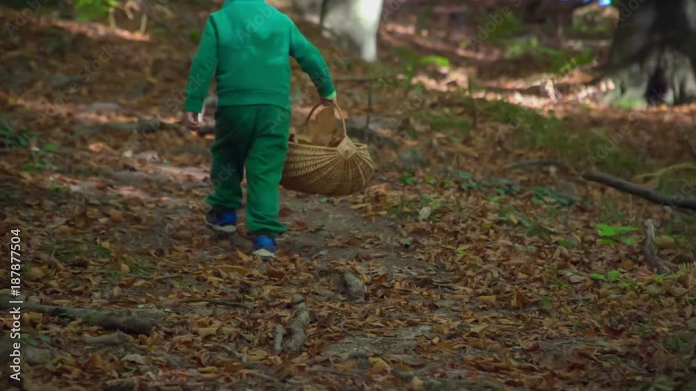A small boy is carrying a wooden basket with leaves from the trees and he is walking uphill in a forest. A small boy is carrying a wooden basket with leaves from the trees and he is walking uphill in a forest.