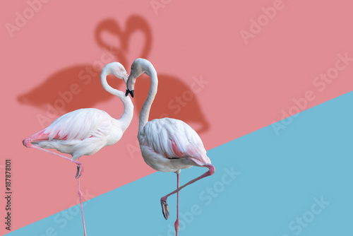 Two flamingos in heart shap on pink and blue background.