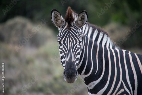 Zebra facing camera