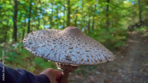 We can see a beautiful big mushroom in the forest. The forest is green and gorgeous in this time of the year and the sun is breking through leavs and branches. photo