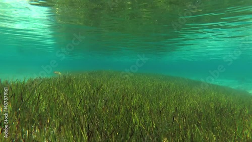 Underwater seascape Seagrass Zostera in shallow water (underwater shooting) 
 photo