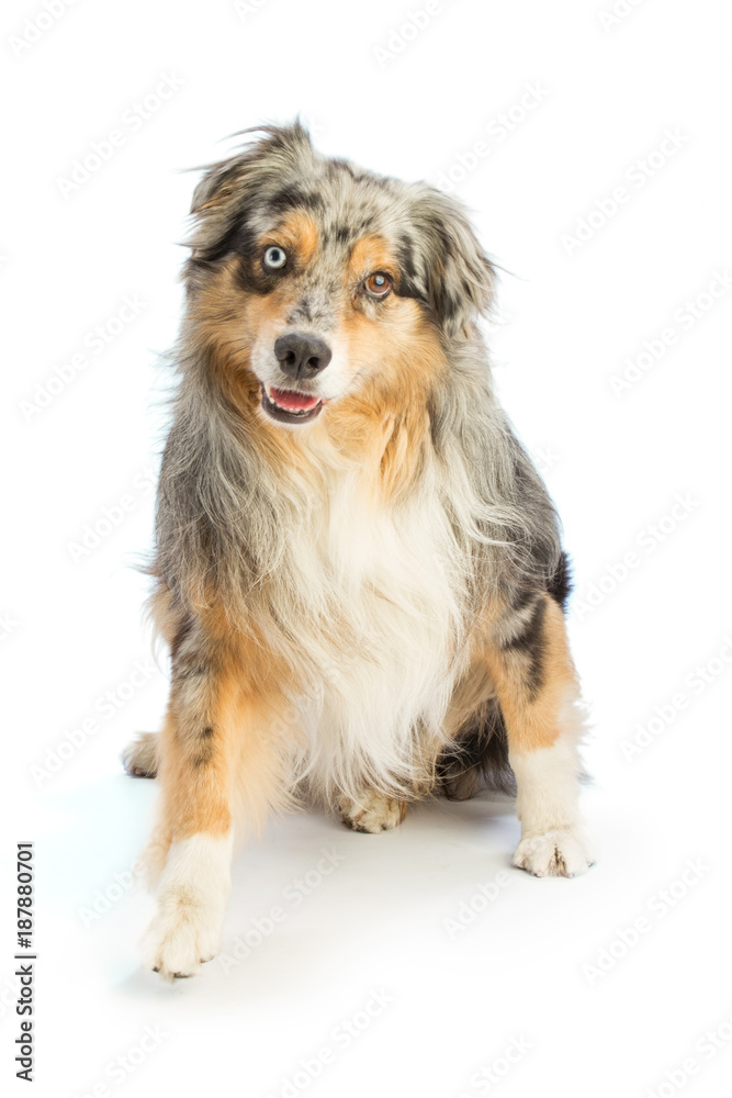 Australian shepherd blue merle is sitting