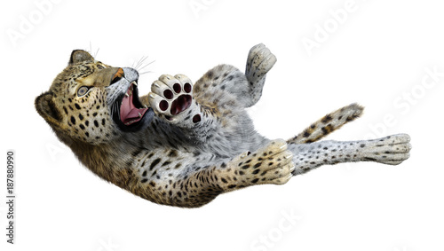 3D Rendering Big Cat Leopard on White © photosvac