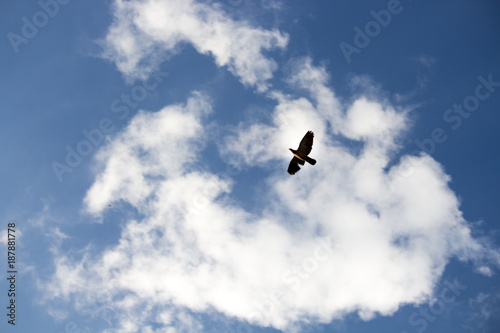 Bird flying over you © Gustavo