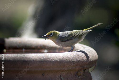 Silvereye (Zosterops Lateralis) on a birdbath in Summer on a hot day photo