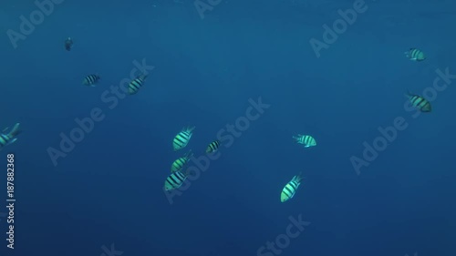 School of Indo-Pacific sergeant (Abudefduf vaigiensis) swims on the blue water background, Red sea, Dahab, Sinai Peninsula, Egypt
 photo