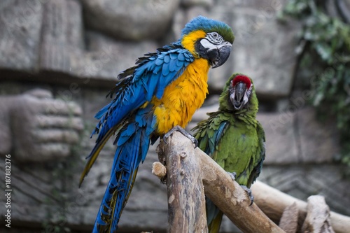 попугай ара пара © innasol
