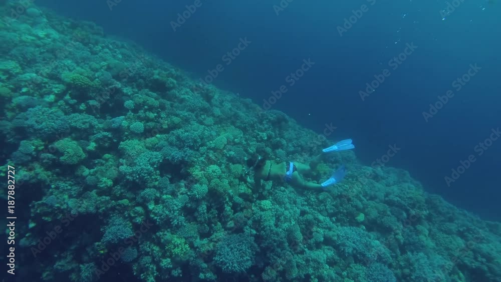 Woman dive and shooting in the outer coral wall (shallow bank called - The Saddle) separating the Blue Hole from the open sea, Blue Hole, Red sea, Dahab, Sinai Peninsula, Egypt
Woman dive and shooting in the outer coral wall (shallow bank called - The Saddle) separating the Blue Hole from the open sea, Blue Hole, Red sea, Dahab, Sinai Peninsula, Egypt
