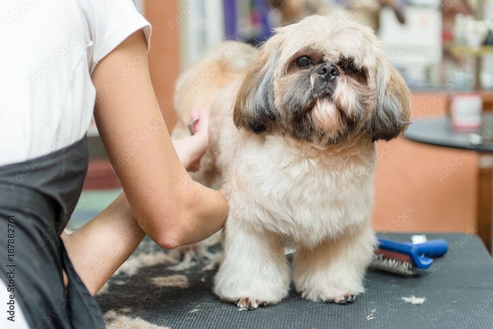 grooming dogs of Shih Tzu breed in professional salon grooming dogs of Shih Tzu breed in professional salon