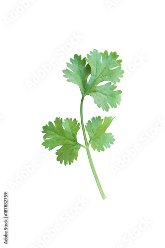 Green coriander leaves isolation on a white background. clipping path