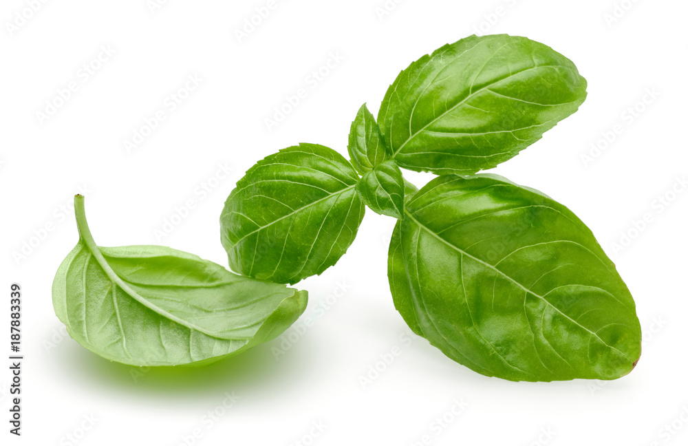 Basil Basil