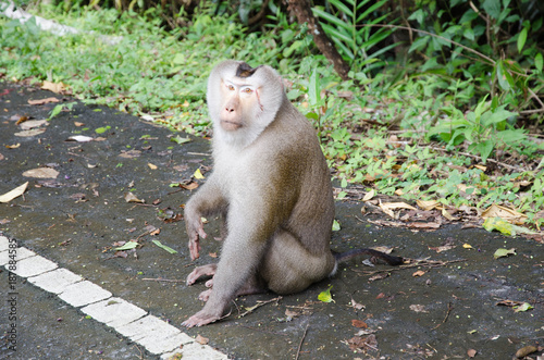 Photography A monkey looking for food