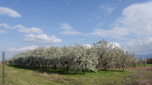 Spring in a cherry garden, many blooming trees 