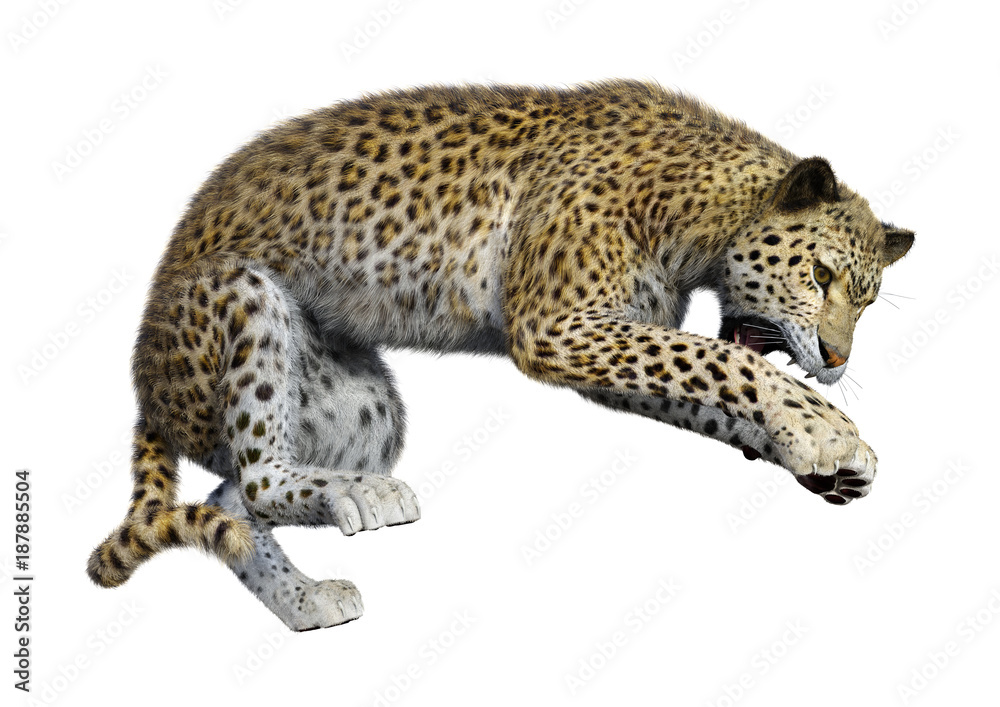 3D Rendering Big Cat Leopard on White 3D Rendering Big Cat Leopard on White