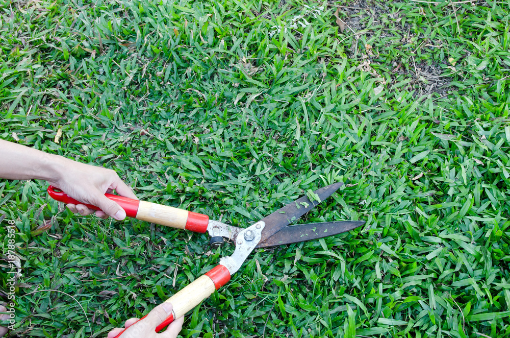 Obraz premium Man Hand holding scissors and cutting green grass in the garden