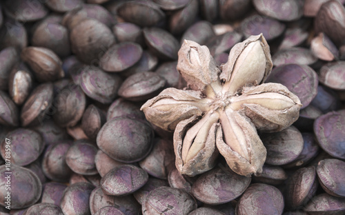 Dried capsule seeds fruit of sacha-Inchi peanut, Plukenetia volubilis. photo