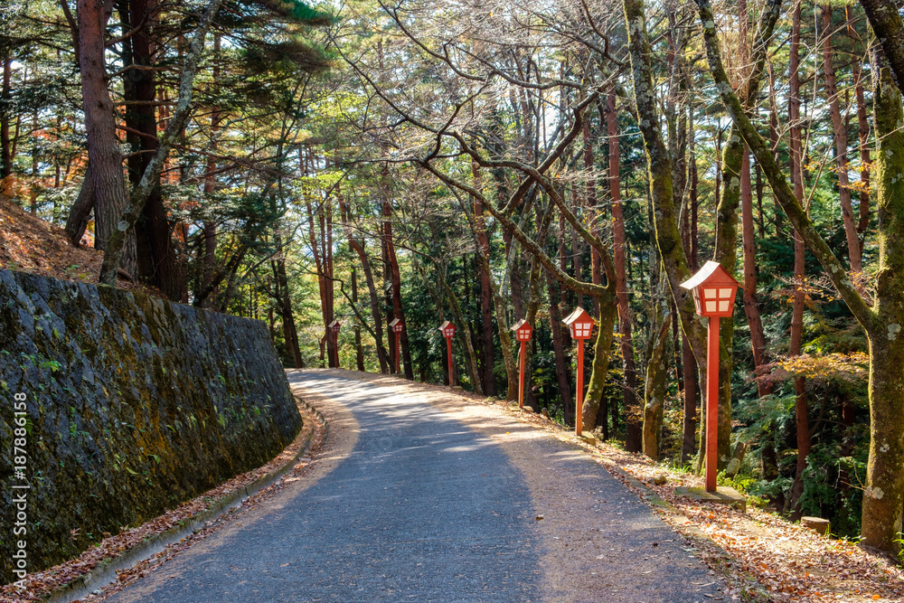 Obraz premium Pine forest corridor with red pole in shrine in autumn garden