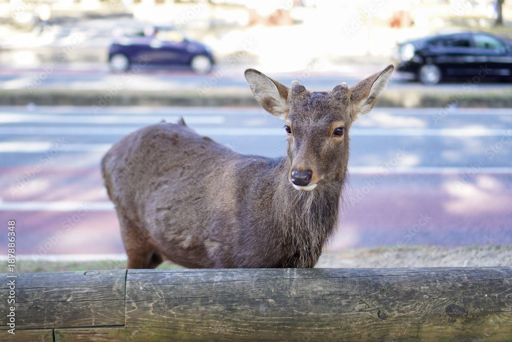 Obraz premium Young brown deer friendly roam on sideway