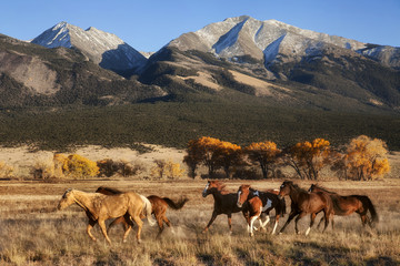 Running Horses with Mountain Backdrop