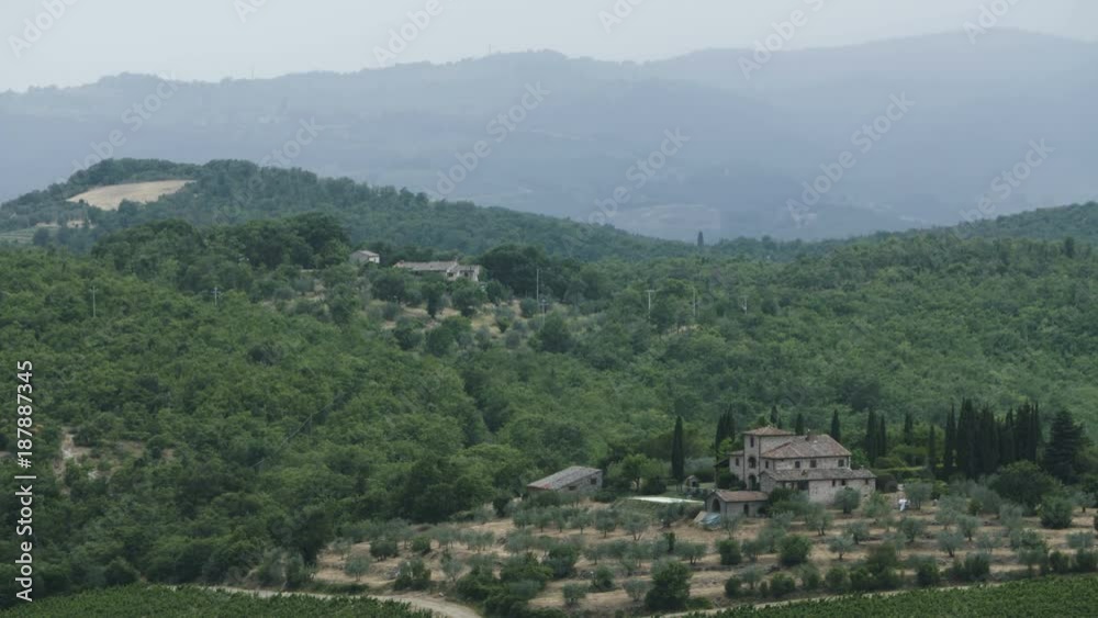 Vineyard on the Edge of the Forest. Long Shot Vineyard on the Edge of the Forest. Long Shot