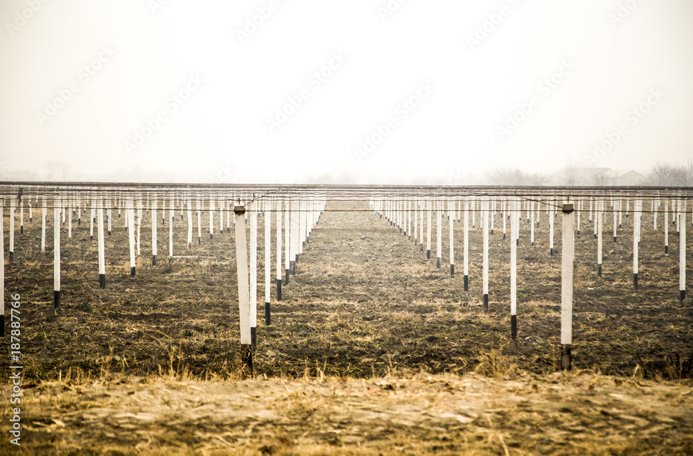 view at vineyard with white pillars view at vineyard with white pillars