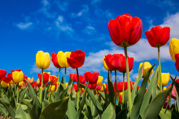 Wandcirkels Tulp Bloeiend tulpenveld met lentebloemen  © Vitalinka