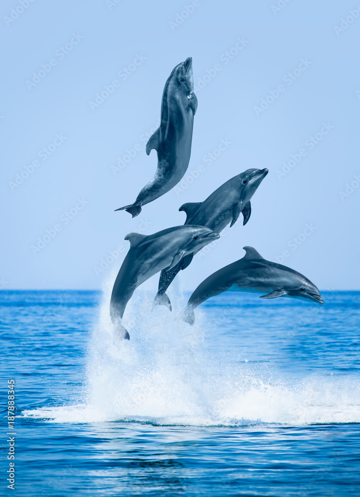 Naklejka premium Grupa skaczących delfinów, piękny krajobraz i błękitne niebo