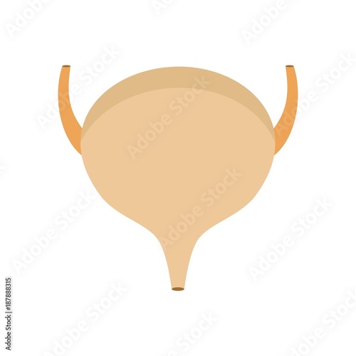Bladder icon, flat style